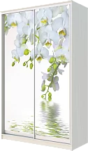 Картинка Шкаф-купе 2-х дверный с фотопечатью Белая орхидея 2300 1500 620 от интернет-магазина Купи-купе