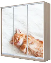 Картинка Шкаф-купе 3-х дверный с фотопечатью Котёнок спящий 2200 2014 620 от интернет-магазина Купи-купе