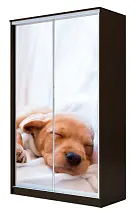 Картинка Шкаф-купе 2-х дверный с фотопечатью Котёнок спящий 2300 1682 620 от интернет-магазина Купи-купе